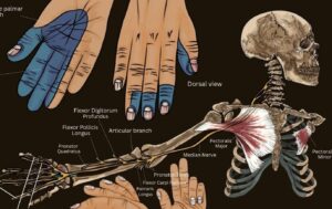 median nerve​